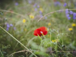 Natur-Blumenwiese Bislicher Inseln Xanten 0624